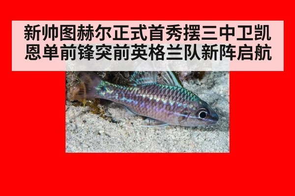 新帅图赫尔正式首秀摆三中卫凯恩单前锋突前英格兰队新阵启航